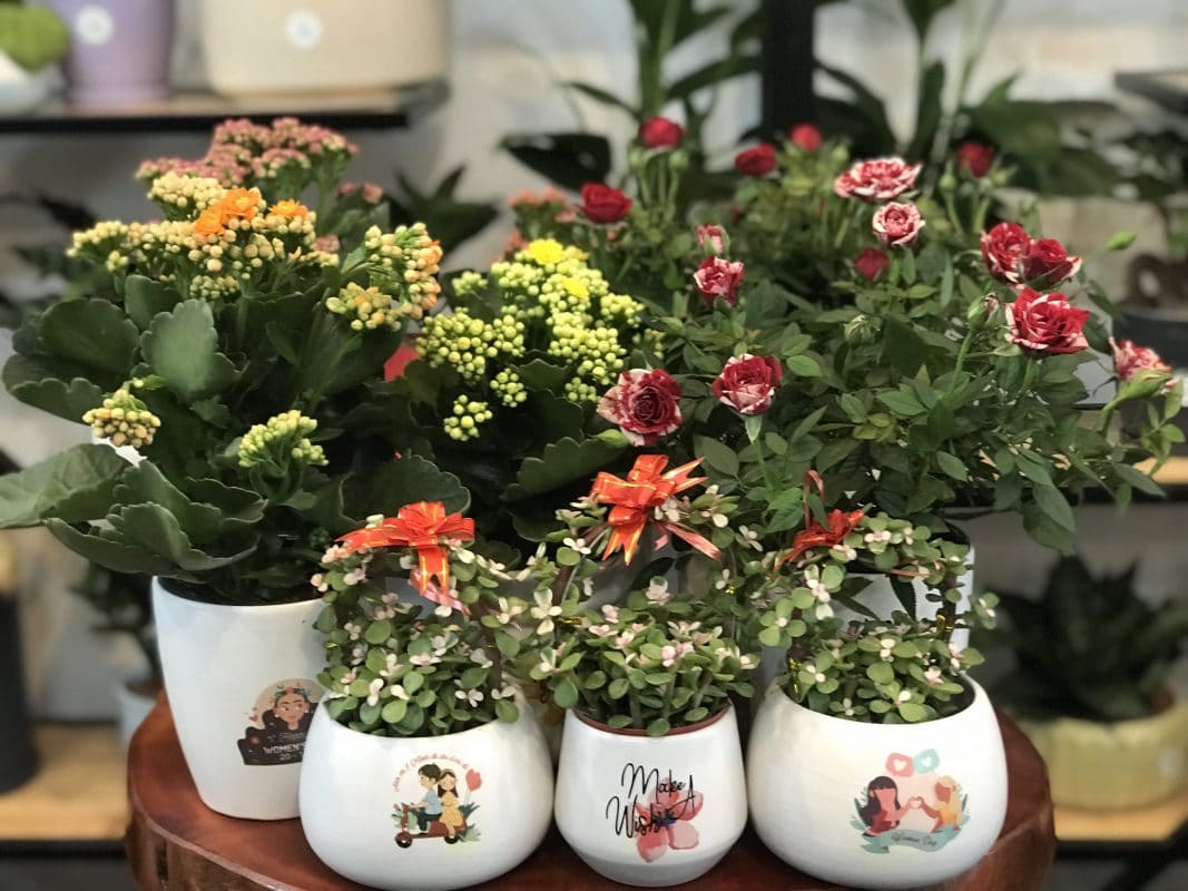 Chậu hoa nhỏ tặng bạn gái