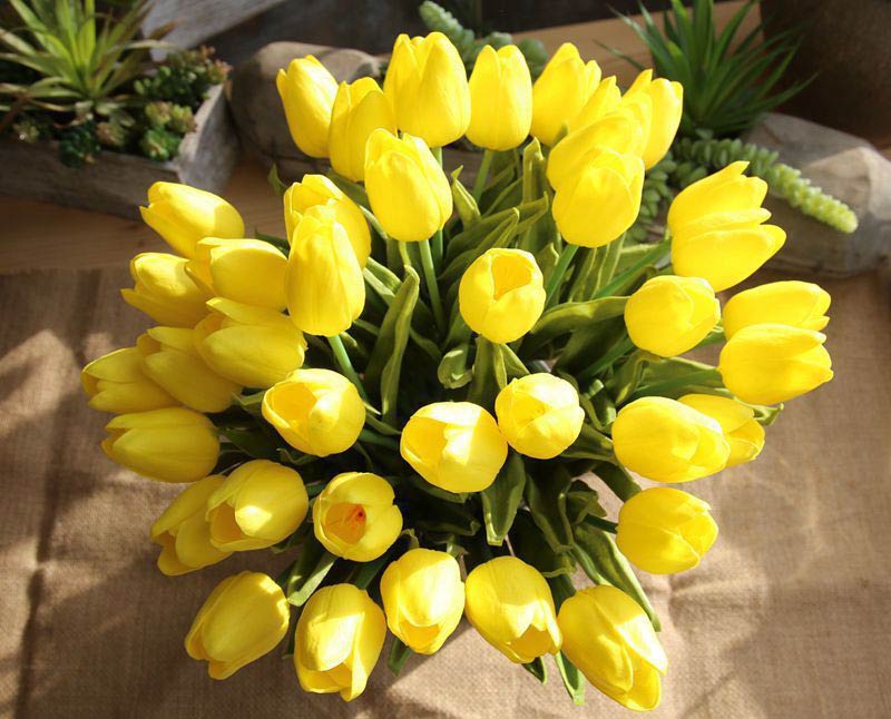 Hoa tulip vàng